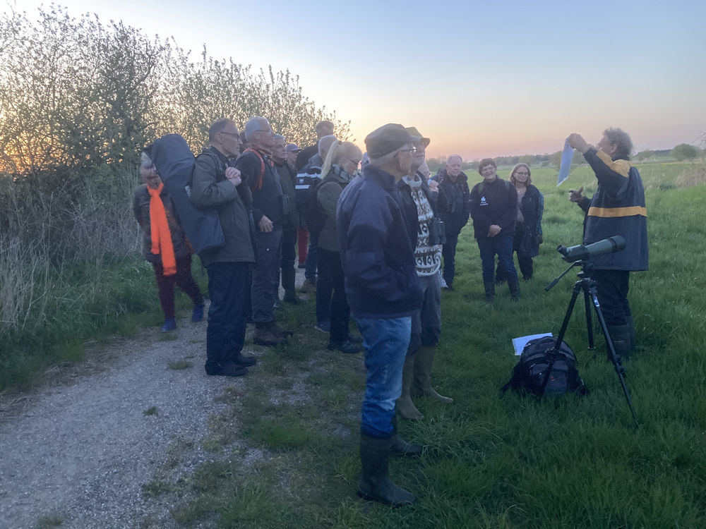 filer/billeder/Oplevelser/Oplevelser 2023/Nattergal 3 conv.jpeg